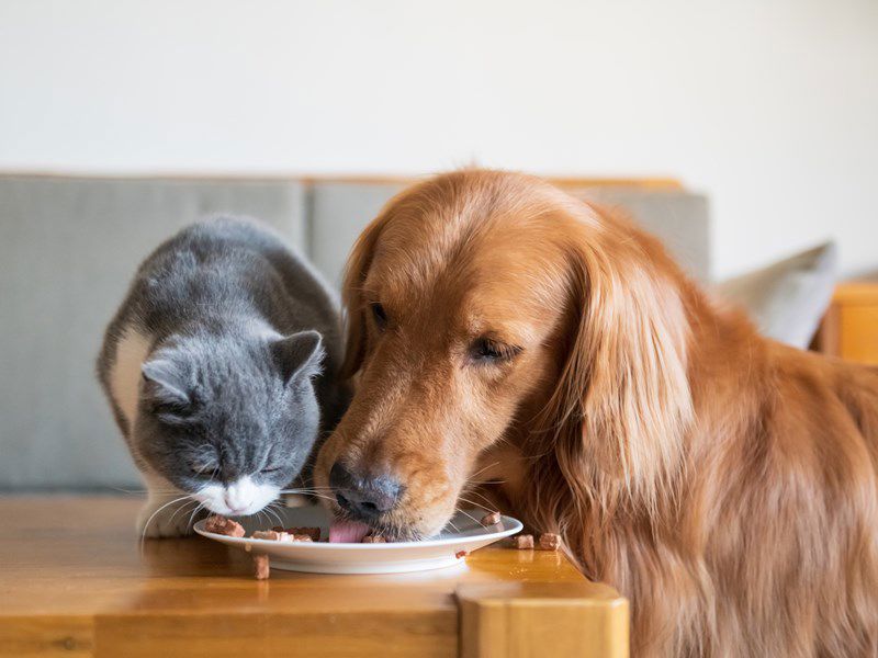 Dog Cat Eating Together