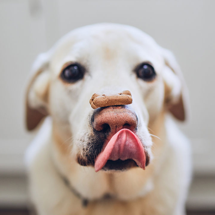 Dog Biscuit 800X800