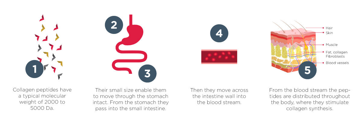 How Collagen Is Digested And Absorbed