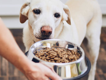 Pet food