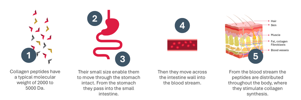 How Collagen Is Digested And Absorbed Ap