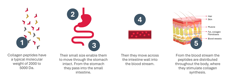 Thumb of How Collagen Is Digested And Absorbed Ap