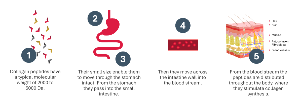 How Collagen Is Digested And Absorbed Ap How Collagen Is Digested And Absorbed Ap