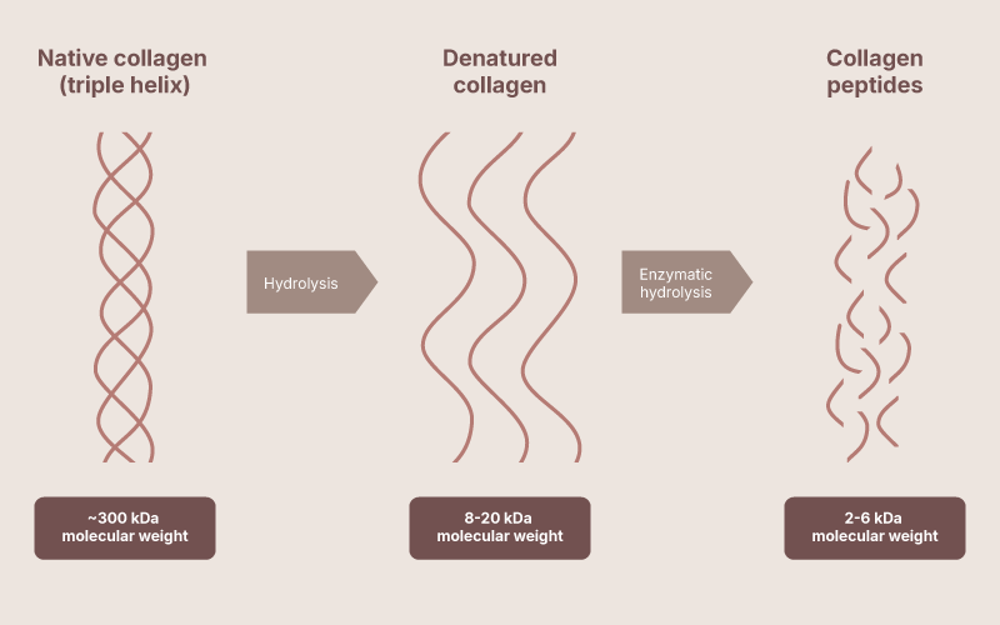 Drawing What Is Collagen