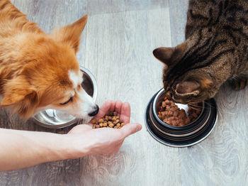 Pet food and treats