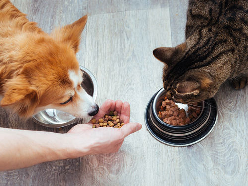 Pet food and treats